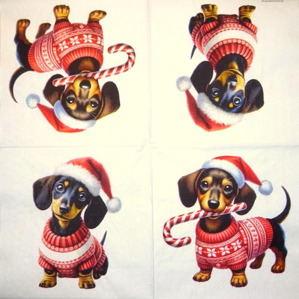 HUN-024 Hunde - 3-lagig - Ambiente